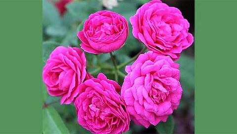 பன்னீர் ரோஜா