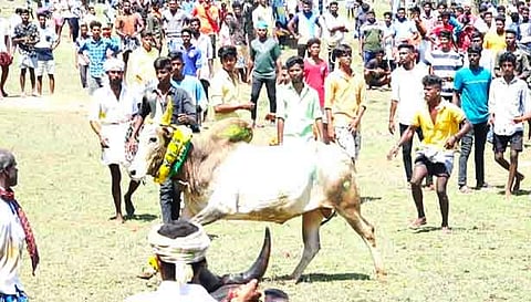 ஆத்தங்கரைபட்டியில் நடந்த மஞ்சுவிரட்டு.