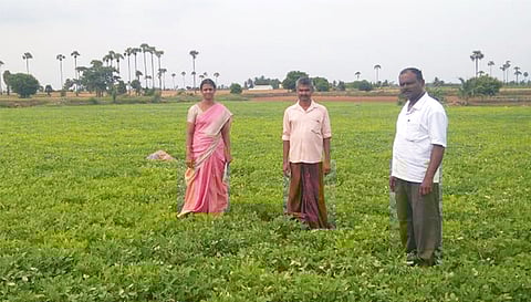 விதைச்சான்று உதவி இயக்குநர் பயிறு சாகுபடி செய்யப்பட்ட நிலத்தில் ஆய்வு செய்த காட்சி.