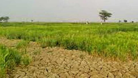 4 கிராம ஊராட்சிகளில் தரிசு நிலங்களை விளை நிலங்களாக மாற்றும் திட்டம்