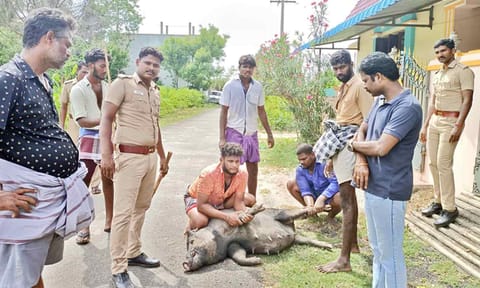 பன்றிகள் பிடிக்கும் பணி.