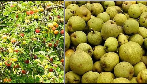 கொடைக்கானலில் பிளம்ஸ் பழங்கள் விளைந்துள்ள மரம் மற்றும் அறுவடை செய்யப்பட்டுள்ள பேரிக்காய்கள்.