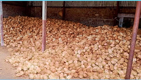 தேங்காய் விளைச்சல் இருந்தும் விலை இல்லாததால் விவசாயிகள் வேதனை