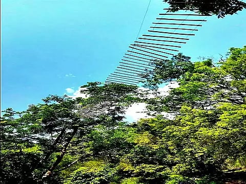 மூங்கில்பாலம். 