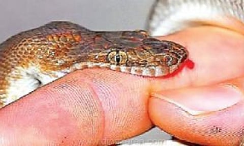 பாம்பு கடித்து விவசாயி பலி