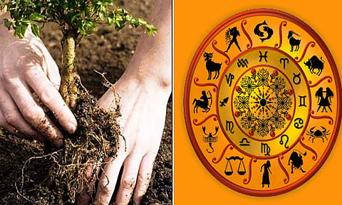 தோஷம் போக்கும் 12 ராசிக்கான மரங்கள்