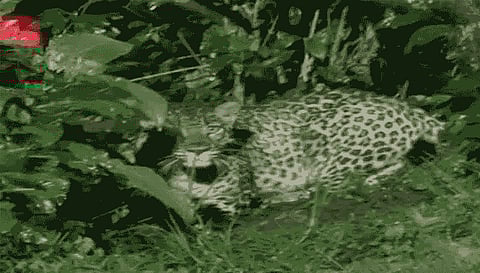 ஊட்டியில் சிறுத்தை நடமாட்டம்