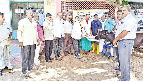 கால்நடைகளுக்கு தீவனங்கள் வழங்கப்பட்டது.