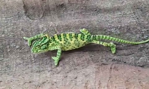 பச்சோந்தி