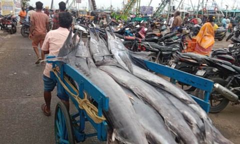 காசிமேட்டில் மீன் விலை அதிகரிப்பு