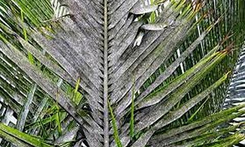 தென்னையை தாக்கும் ரூகோஸ் சுருள் வெள்ளை ஈக்களை கட்டுப்படுத்தும் முறை