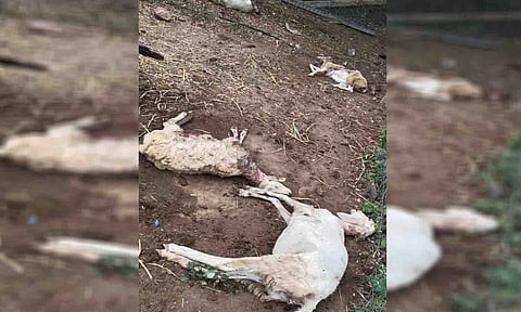 நாய்கடித்து இறந்துள்ள ஆடுகளை படத்தில் காணலாம்.