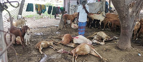 ஆட்டுப்பண்ணையில் நாய் புகுந்து கடித்ததில் 10 ஆடுகள் இறந்தது.