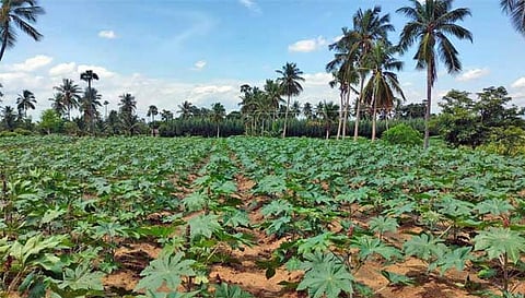 விவசாயிகள் ஆமணக்கு செடியினை பயிரிட்டுள்ளதை படத்தில் காணலாம்.