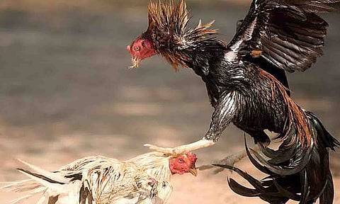 கோப்புபடம்.