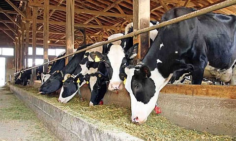 கோப்புபடம்.