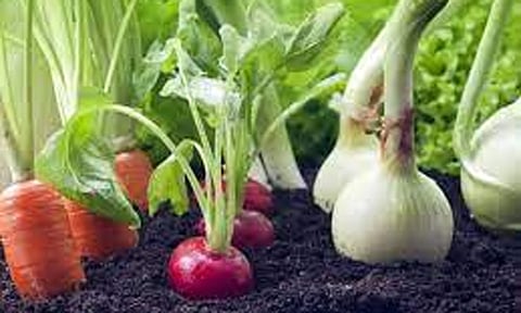 காய்கறி சாகுபடி செய்ய ஊக்கத்தொகை வழங்கப்படும்