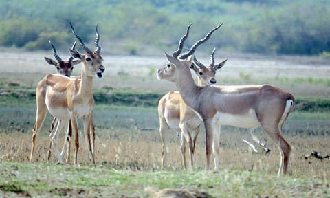கோடியக்கரை சரணாலயத்தில் சுதந்திரமாக சுற்றி திரியும் மான்கள்.
