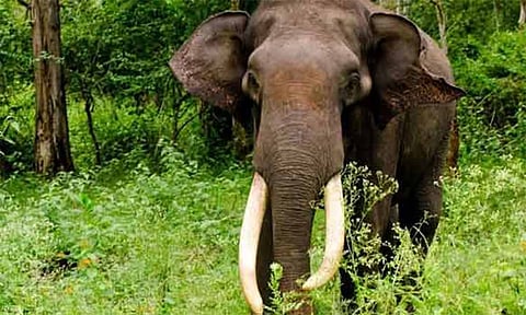 ஆட்கொல்லி யானை மீண்டும் ஊருக்குள் வராமல் தடுக்க அகழி பராமரிப்பு பணி