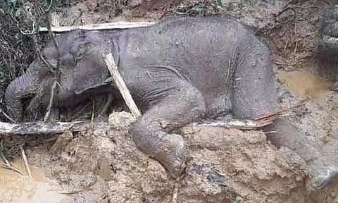 தேயிலை தோட்டத்தில் இறந்து கிடந்த குட்டியானை