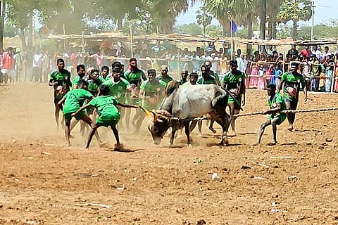 எருதுகட்டு விழா நடைபெற்ற போது எடுத்தபடம்.