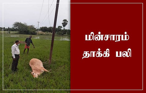 மின்சாரம் பாய்ந்து பசுமாடு பலி