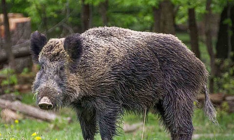 கோப்புபடம். 