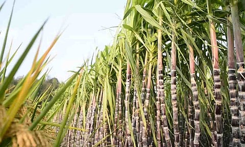 கோப்புபடம். 