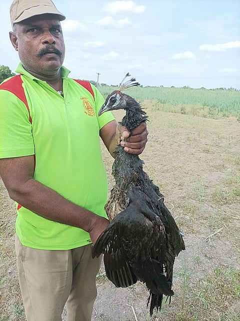 மீட்கப்பட்ட மயிலை படத்தில் காணலாம்.