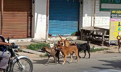 சுற்றி திரியும் நாய்கள். 