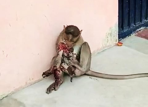 திட்டக்குடியில் தீக்காயத்துடன் உயிருக்கு போராடிய குரங்கு