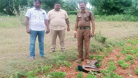 விவசாய நிலத்தில் மயில்கள் இறந்து கிடப்பதை பார்வையிட்ட வனத்துறையினர்.