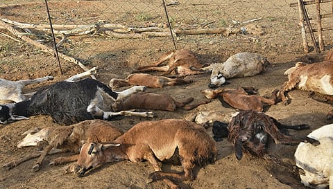 நாய்கள் கடித்ததில் இறந்து கிடக்கும் ஆடுகளை படத்தில் காணலாம்.