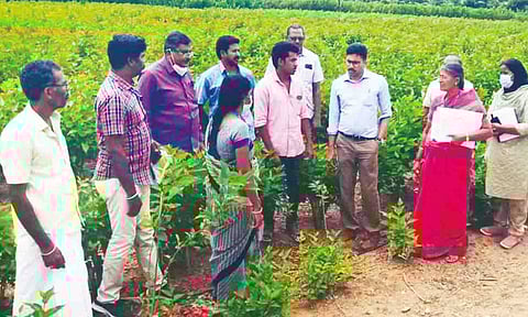 மானுப்பட்டியில் உள்ள மல்பெரி தோட்டத்தில் மாவட்ட கலெக்டர் வினீத் ஆய்வு செய்த போது எடுத்த படம்.