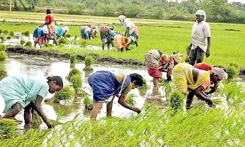 பயிர் காப்பீட்டுக்கு வழிவகை செய்ய விவசாயிகள் வலியுறுத்தல்