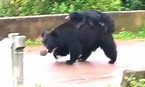 ஈச்சனாரி அருகே குடியிருப்பு பகுதிக்குள் உலா வரும் கரடி