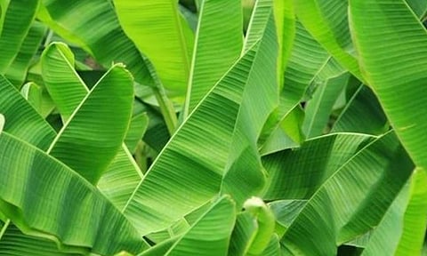 வாழ்வு தரும் வாழை...