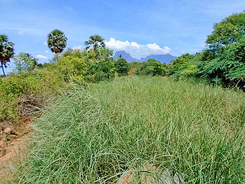 புதர் மண்டி கிடக்கும் கால்வாய்.