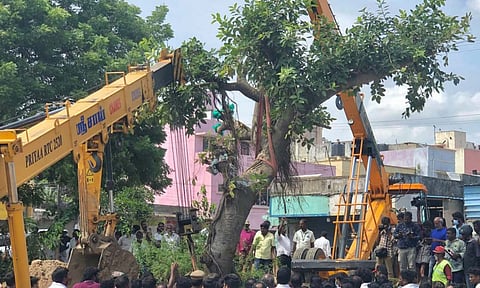 70 ஆண்டு பழமையான ஆலமரம் வேரோடு பிடுங்கி வேறு இடத்தில் நடப்பட்டது- அமைச்சர் தா.மோ.அன்பரசன் பார்வையிட்டார்