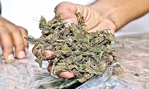 கோவை மாநகரில் கஞ்சா பதுக்கி விற்ற பெண் உள்பட 3 பேர் கைது