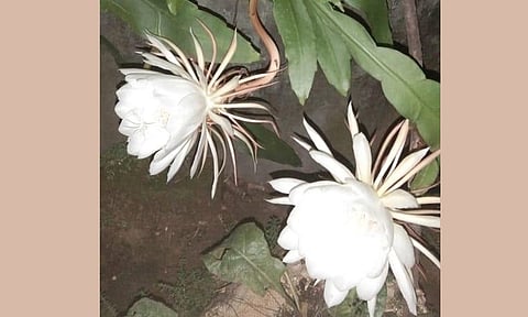 இரவில் பூக்கும் பிரம்ம கமலம் பூ செடி