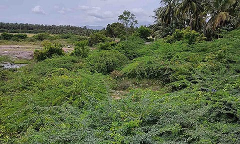 நல்லாற்றில் வளர்ந்துள்ள கருவேல மரங்களை படத்தில் காணலாம்.