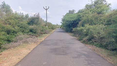  சிறுநாகலூர் செல்லும் சாலையில் முட்புதர்கள் மண்டி இருப்பதை படத்தில் காணலாம்.