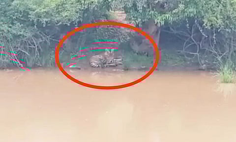 குளத்தில் படுத்திருந்த புலி