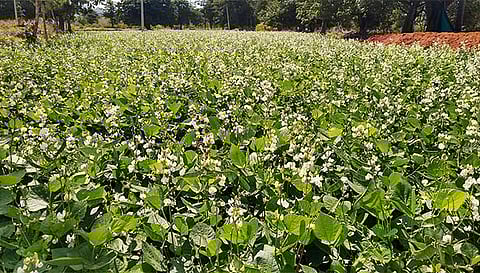கடமலைக்குண்டு அருகே அவரை செடியில் பூக்கள் அதிக அளவு பூத்திருப்பதை படத்தில் காணலாம்.