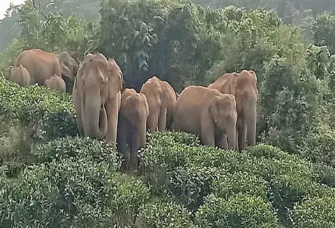 வால்பாறையில் டீக்கடையை சூறையாடிய 7 காட்டு யானைகள் கூட்டம்