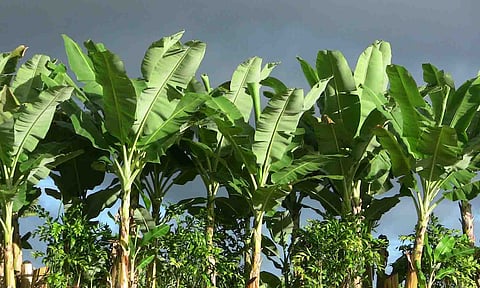 கோப்புபடம்.