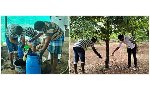 தயாரிக்கப்பட்ட பறவைக் கரைசல் மற்றும் கரைசலை மரங்களுக்கு ஊற்றிய காட்சி. 