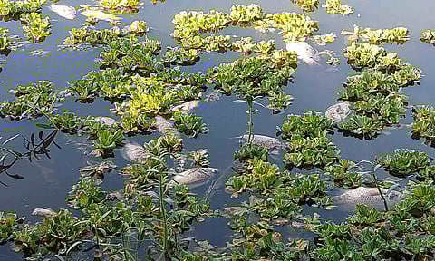 ஏரியில் செத்து மிதக்கும் மீன்கள்