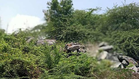 சோழசிராமணி காவிரி ஆற்றில் மலை போல் குவிந்து கிடக்கும் கருங்கற்களை படத்தில் காணலாம்.